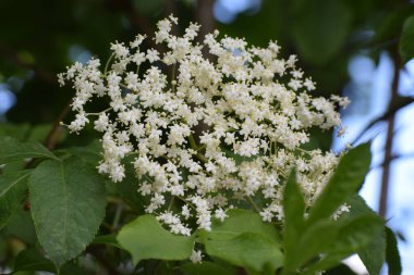 Bahçedeki beyaz çiçekler