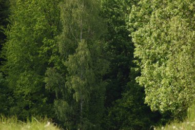 Yeşil ağaçlar ve bitkiler, doğada bitki örtüsü