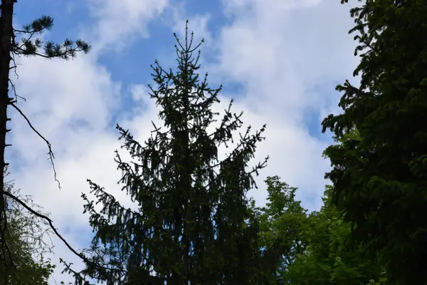 Yazın yeşil orman ağaçları güneşli bir günde