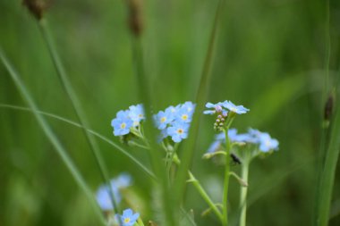 Doğadaki mavi çiçek