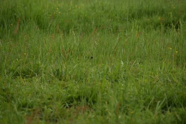 Sabah çiçekli yeşil çayır