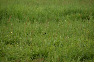 Parkta yeşil çimenler