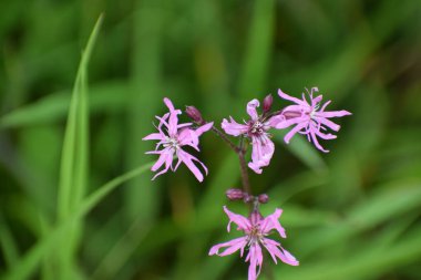 Bahçedeki güzel çiçekler