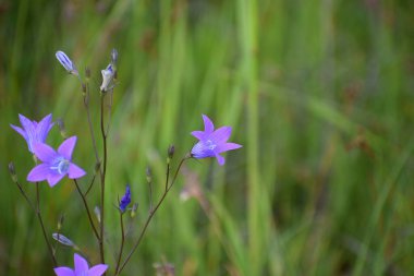 Ormanda mavi bir çiçeğe (scilla bifolia) yaklaş
