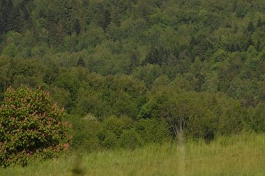 Ormandaki tepedeki yeşil ağaçların ve bitkilerin dikey görüntüsü.