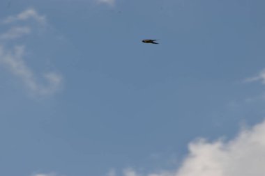 Gökyüzünde uçan bir kuş