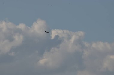 Gökyüzündeki kuş