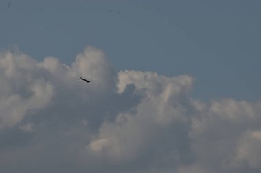 Martı gökyüzünde uçuyor.