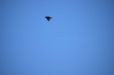 Gökyüzünde uçan kuş