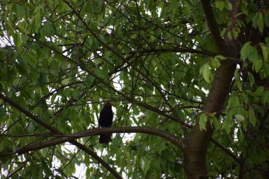 Ağaçtaki siyah karga