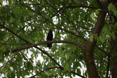 Ormanda kara balıkçıl