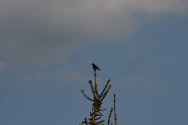 Gökyüzündeki kuş