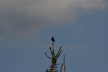 Mavi gökyüzüne karşı ağaç dalındaki siyah karga