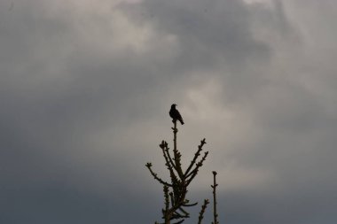 Mavi gökyüzüne karşı bir dalda oturan bir karga.