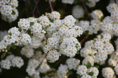 Bahçenin beyaz çiçekleri
