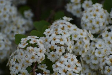 Ormanda güzel beyaz çiçekler