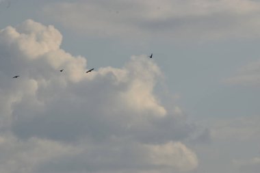 Gökyüzünde bir güvercin sürüsü