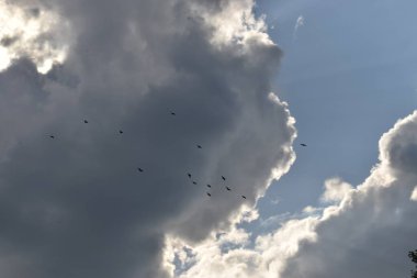 Gökyüzündeki kuşlar, doğadaki kuşlar