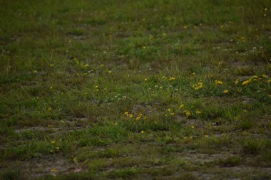 Parkta yeşil çimenler