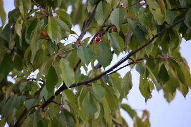 Ormandaki bir ağacın kırmızı meyveleri