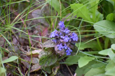 Bahçedeki güzel çiçekler