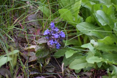 Baharda bahçede mavi çiçekler
