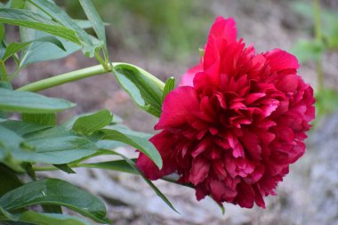 Bahçedeki kırmızı şakayık çiçekleri