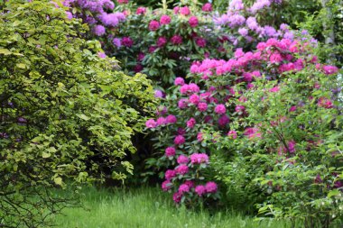 Bahçedeki güzel çiçekler
