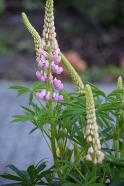 Yeşil arka planda pembe lupin çiçekleri