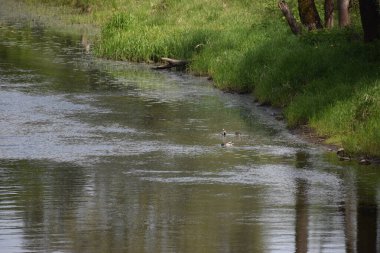 Ormanda bir kuşla küçük bir nehir.