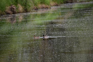 Göletteki yaban ördeği. Ormandaki vahşi doğa, vahşi yaşam..