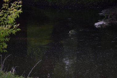 Ormanın güzel manzarası