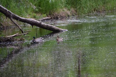suyun içinde yaban ördeği
