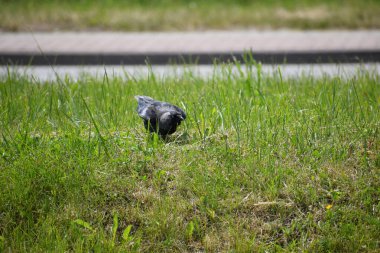 Çimlerde siyah kuş