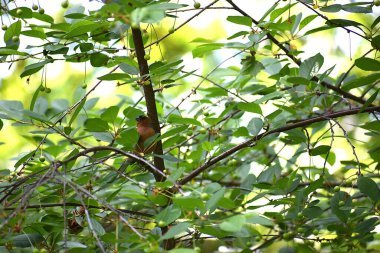 Ormanda yeşil yapraklar