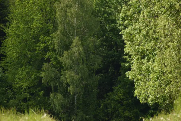 Yaz aylarında güzel yeşil orman