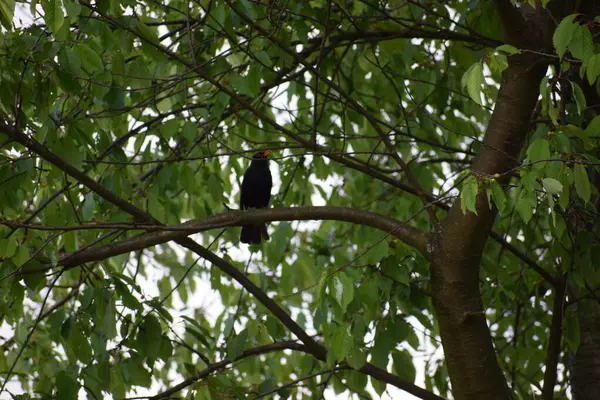 Ormanda kara balıkçıl