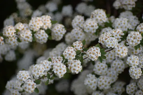Bahçedeki çalıların beyaz çiçekleri