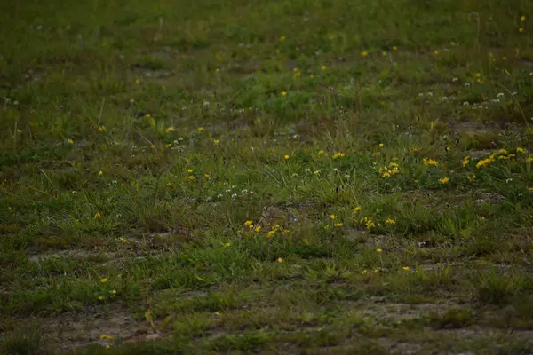 Parkta yeşil çimenler