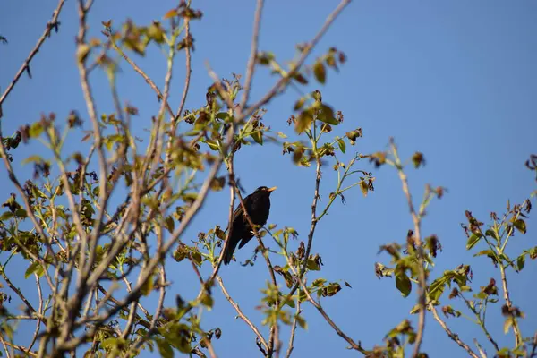 Ağaç dalındaki siyah kuş