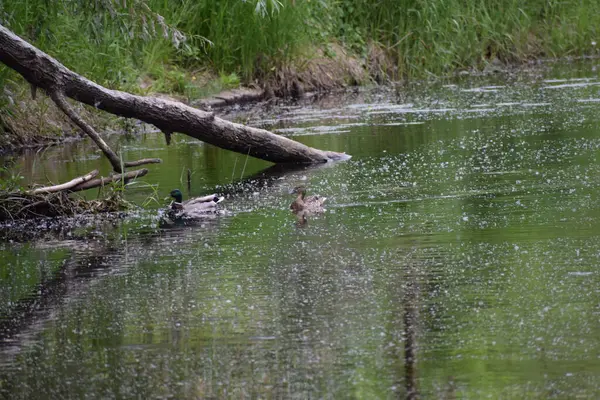 suyun içinde yaban ördeği