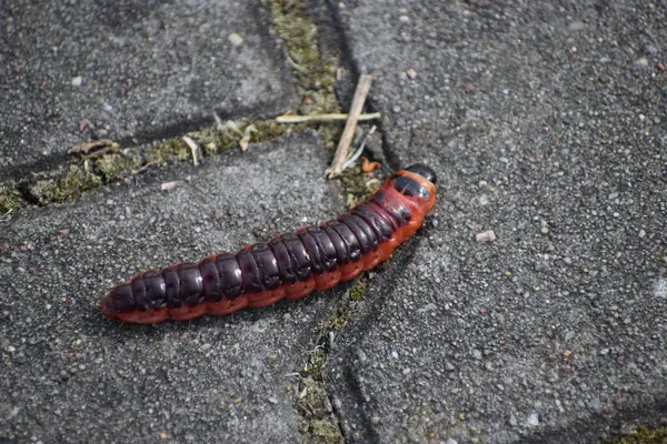 Yerdeki tırtılın yakın görüntüsü.