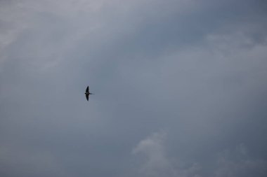 Gökyüzünde bulutlarla uçan bir martı.