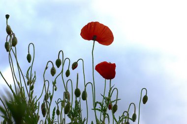 Yazın haşhaş tarlası