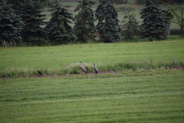 Ormanda bir koyun sürüsü