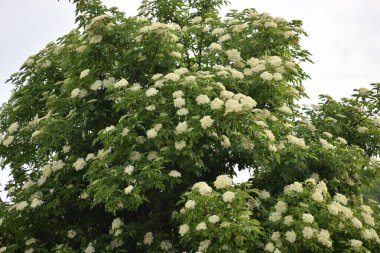 Ağacın beyaz çiçeği