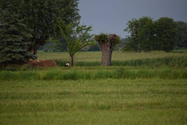 Büyük bir çim tarlası olan kırsal alan