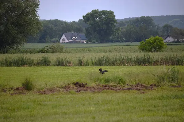 Tarladaki güzel bir kuş görüntüsü.