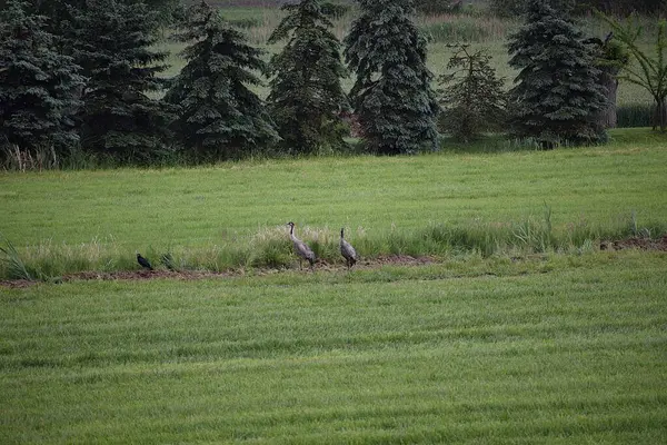Ormanda bir koyun sürüsü