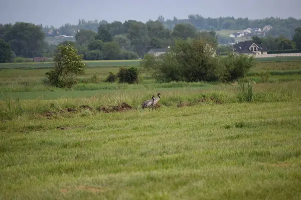 Tarlada güzel bir kuş manzarası